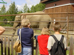 Alaska Zoo - olifant