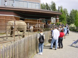 Alaska Zoo - olifant