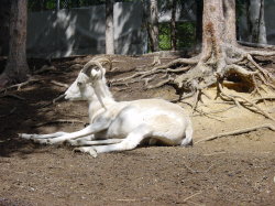 Alaska Zoo - geit