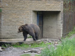 Alaska Zoo - bruine beer