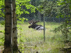 Alaska Zoo - eland