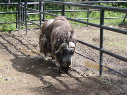 Alaska Zoo - muskus os
