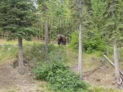 Alaska Zoo - bruine beer