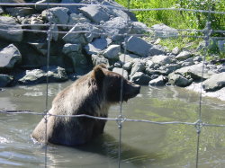 Big Game Alaska - bruine beer