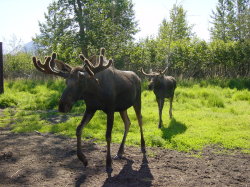 Big Game Alaska - elanden of Moose