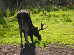 Big Game Alaska - elanden of Moose; als ze gras willen eten, dan moeten ze door de knieen