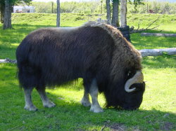 Big Game Alaska - muskus os