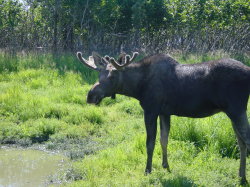 Big Game Alaska - elanden of Moose