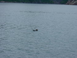 Seward - rondvaart met de Kenai Explorer; zeeotter