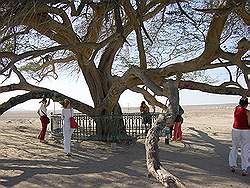 Tree of life - 500 jaar oude boom midden in de woestijn