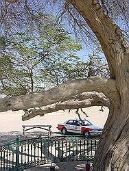 Tree of life - 500 jaar oude boom midden in de woestijn