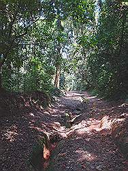 Serra da Cantareira - de geul in het midden van het pad wordt een rivier als het regent; het hele pad wordt een rivier als het erg hard regent (zoals we later mochten ondervinden)