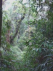 Serra da Cantareira