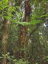 Serra da Cantareira