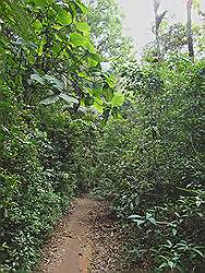 Serra da Cantareira