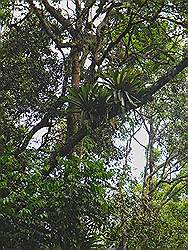 Serra da Cantareira