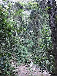 Serra da Cantareira