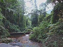 Serra da Cantareira