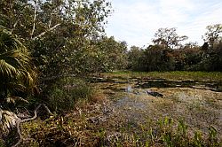 Ocala - Rainbow Springs State Park