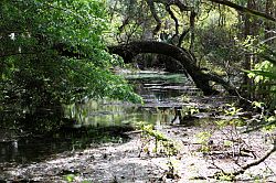 Ocala - Rainbow Springs State Park