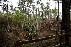 Ocala - Rainbow Springs State Park