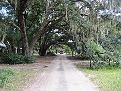 Charleston Tea Garden