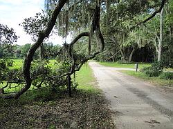 Charleston Tea Garden