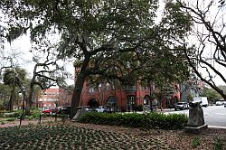 Savannah