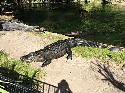 Bush Gardens Tampa