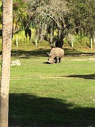 Bush Gardens Tampa