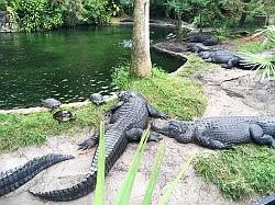 Bush Gardens Tampa