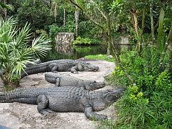 Bush Gardens Tampa