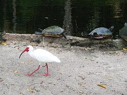 Bush Gardens Tampa