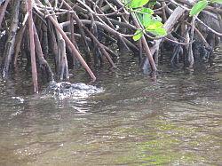 Everglades - airboat