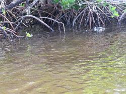 Everglades - airboat