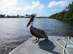 Everglades - airboat