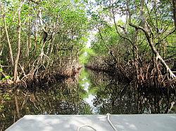 Everglades - airboat