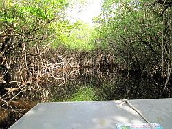 Everglades - airboat