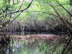 Everglades - airboat