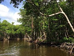 Everglades - airboat