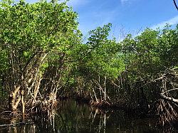 Everglades - airboat