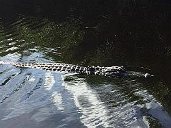 Everglades - airboat