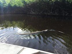 Everglades - airboat