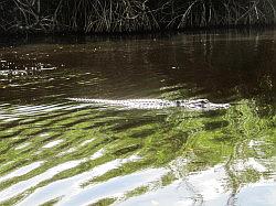 Everglades - airboat