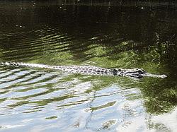 Everglades - airboat