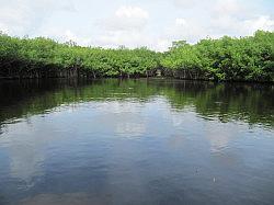 Everglades - airboat