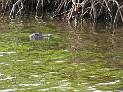 Everglades - airboat