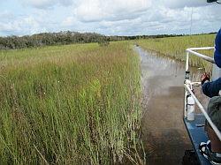 Everglades - swamp buggy