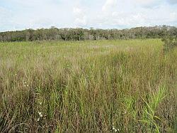 Everglades - swamp buggy