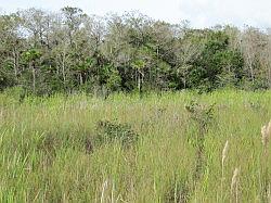 Everglades - swamp buggy